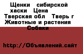 Щенки   сибирской  хаски › Цена ­ 8 000 - Тверская обл., Тверь г. Животные и растения » Собаки   